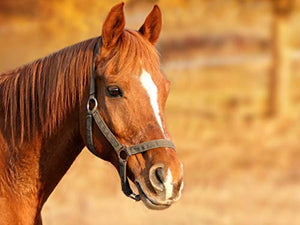 Horsemen's Pride 10" Horse Jolly Ball Purple