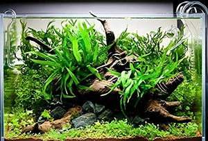 Java Fern Bare Root | Microsorum Pteropus - Low Light Freshwater Aquarium Plant