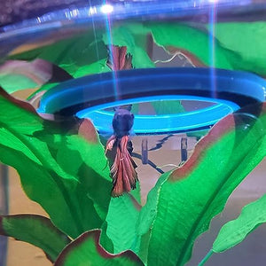 zhuohai Fish Feeding Ring Floating Food Feeder Circle with Suction Cup Easy to Install Aquarium (Round)