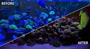 Kraken Reef UV Coral Viewing Glasses