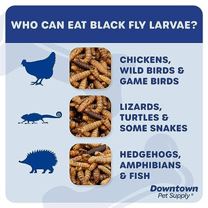 Downtown Pet Supply 1 LB Black Soldier Fly Larvae for Wild Birds, Poultry, Reptiles, and Small Mammals Rich in Vitamin B12, B5, Protein, Fiber, Omega 3 Fatty Acids - Great as Mealworms for Chicken