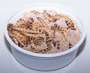 100 - Animal Specialties Brand - Live Superworms Kingworms