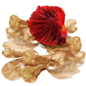 SunGrow 50 pcs Catappa Indian Almond Leaves for Betta Fish Tank Aquarium, 2” Water Conditioner Leaves, Leaf Also Suitable for Shrimp, Goldfish, Guppy and Frogs