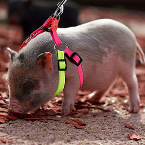 Frienda 2 Pieces Adjustable Mini Pig Harness Leash Mini Pig Walking Harness and Leash for Hog Piggy Ferret Rabbit Dog Cat and Other Small Animals Walking Training Jogging