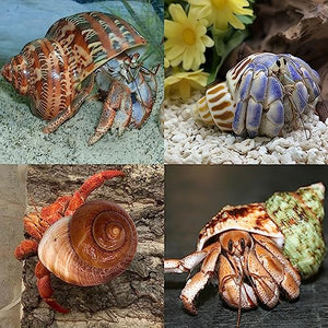 QICQDRAM 4 PCS Large Hermit Crab Shells 2~3.5Inch Natural Hermit Crab Shells 1~1.5Inch Opening, for Hermit Replacement Shells Hermit Crab Supplies