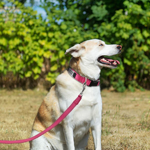 Joytale Personalized Dog Collars, Reflective Nylon Dog Collar with Engraved Name Plate, Customized for Large Dogs, Hotpink, L